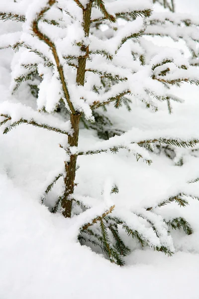 Julgran i snö — Stockfoto
