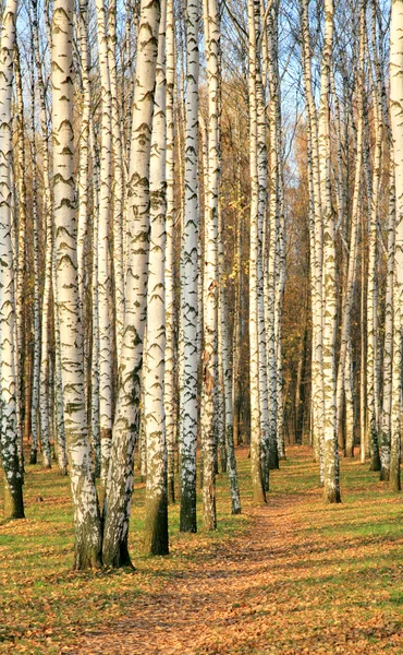 Pathway in an autumn birch grove — Stock Photo, Image