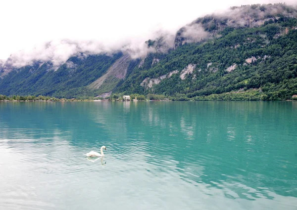 在雾的高山湖泊中的白色天鹅 — 图库照片