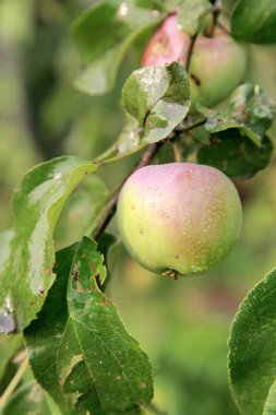 pembe apple dal