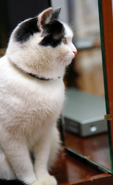 Gyönyörű fekete fehér macska látszó-hoz tükör — Stock Fotó