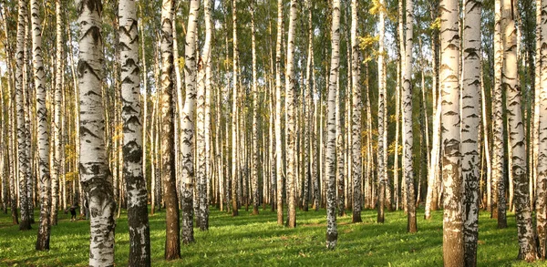 Björk grove i början av hösten — Stockfoto