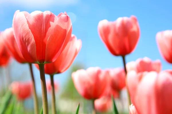 Tulipas primavera rosa contra o céu azul — Fotografia de Stock