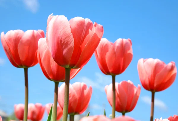 Beautiful pink spring tulips on blue sky — Stock Photo, Image