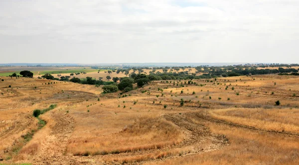 Olivenbäume auf einem Feld portugal — Stockfoto