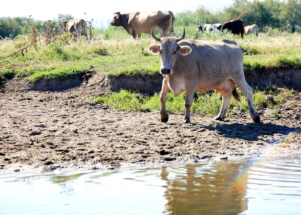 stock image Cow Livestock