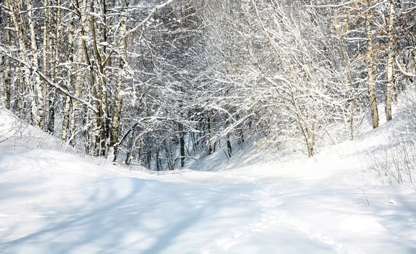 Aprile foresta di neve — Foto Stock