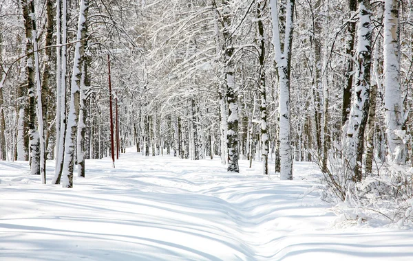 Hermoso bosque de abedules en abril — Foto de Stock