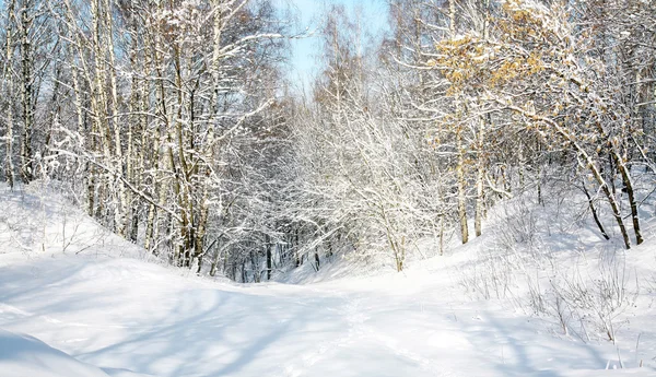 Sneeuw bos in april — Stockfoto