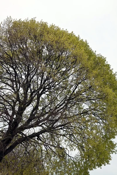 Europäischer Baum — Stockfoto