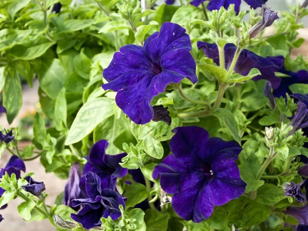 Stock image Petunia