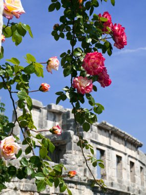 Roses and amphitheater clipart