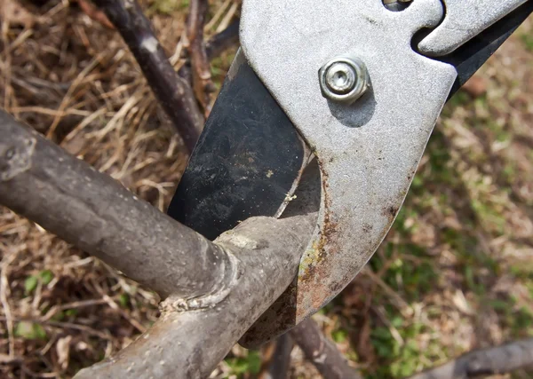 Corte de árboles con cortadoras —  Fotos de Stock
