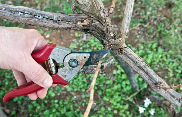 Pruning in a vineyard — Zdjęcie stockowe