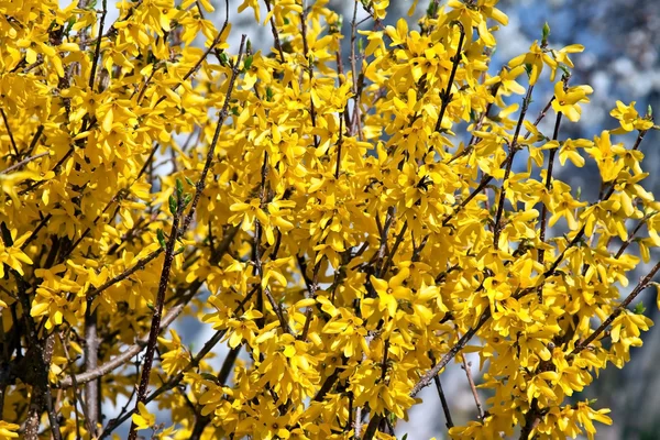 Stock image Forsythia flowers