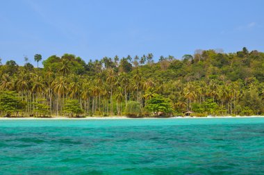 palmiye ağaçları ile üzerinde phi phi Islands plaj.