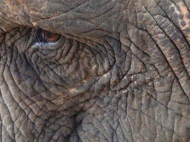 Eye of Elephant