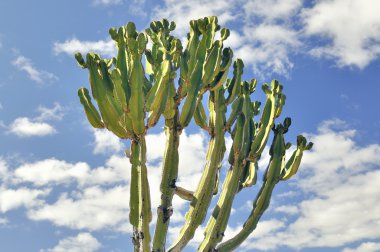 kaktüsün üzerinde mavi gökyüzü - lanzarote.