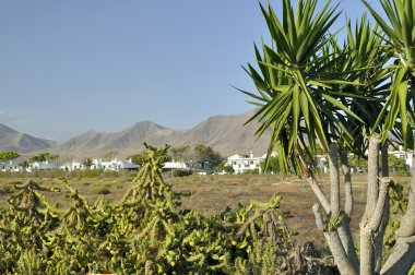 kaktüsün üzerinde mavi gökyüzü - lanzarote.