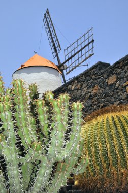 kaktüsün üzerinde mavi gökyüzü - lanzarote.