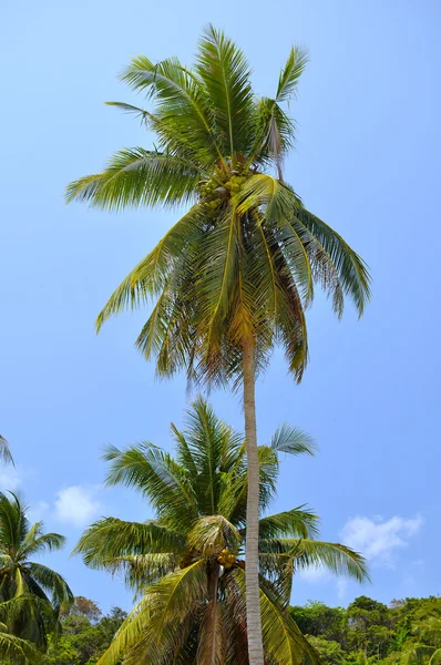 Coconut palms on blue sky background — Stock Photo, Image