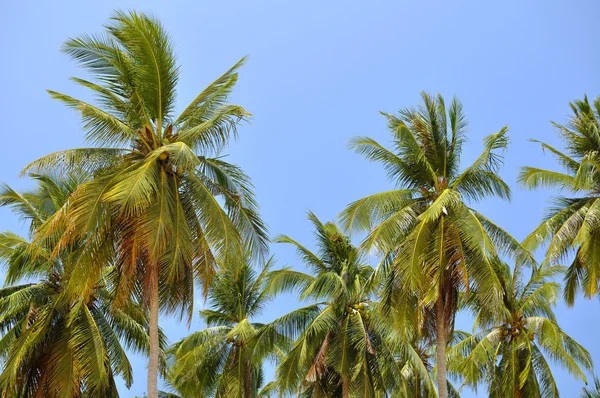 Coconut palms on blue sky — Stock Photo, Image