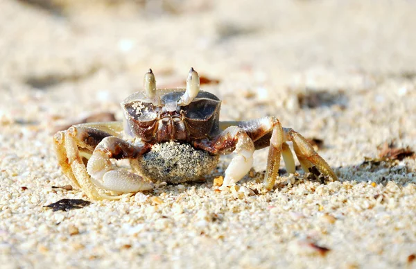 Krabbe in der Wüste. — Stockfoto