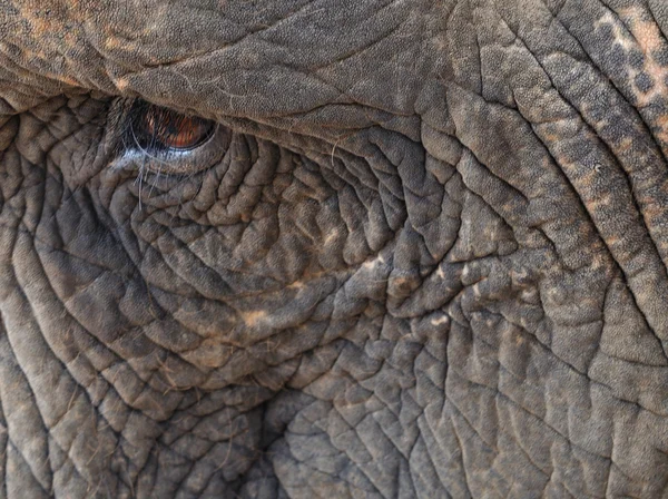 Oko słonia — Zdjęcie stockowe
