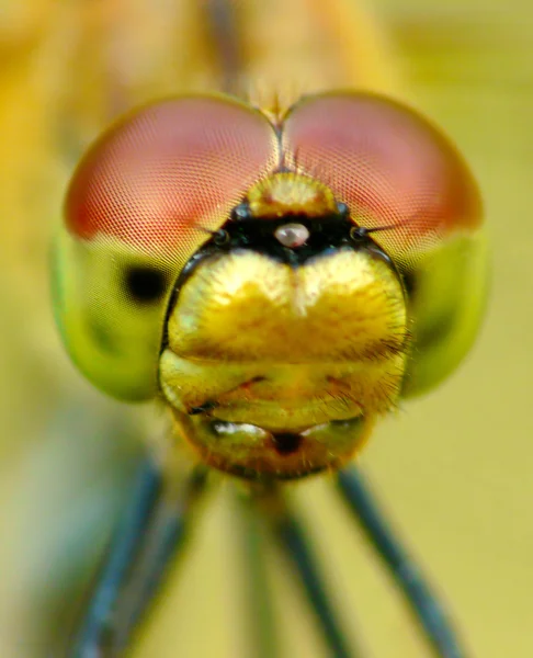 stock image Dragonfly