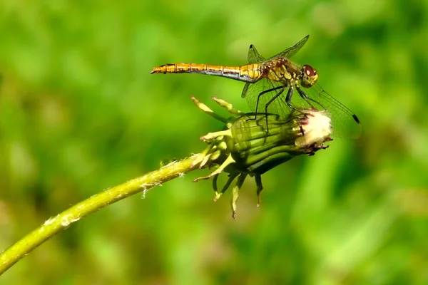 Dragonfly на квітка — стокове фото