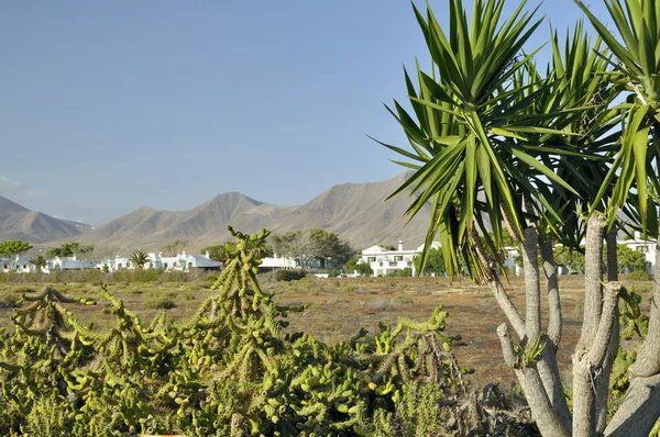 Kaktus på den blå himlen - lanzarote. — Stockfoto