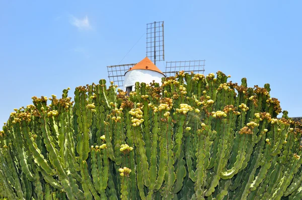 Cactus en el cielo azul - Lanzarote . — Foto de Stock