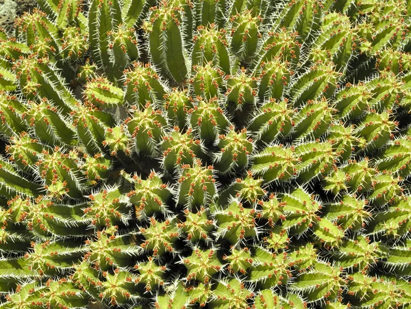 Kaktus på den blå himlen - lanzarote. — Stockfoto