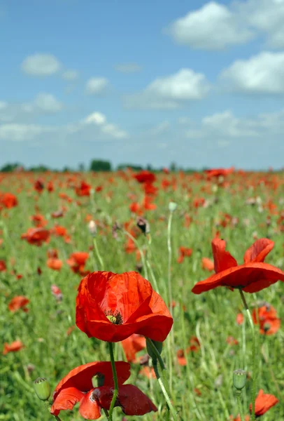 Field of poppies. — Stock Photo, Image