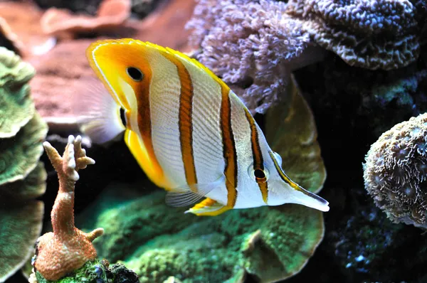 Pesci esotici nella barriera corallina — Foto Stock