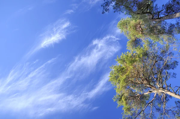 Ağaçlar ve gökyüzü — Stok fotoğraf