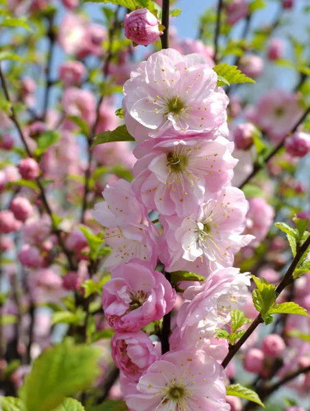 stock image Pink flowers on tree.