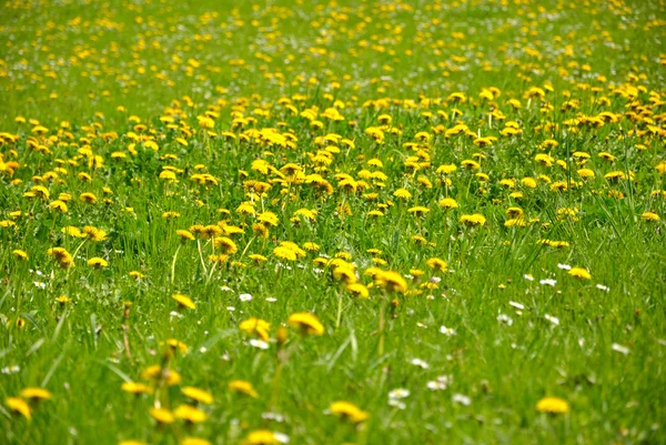 Dandelions in a meadow. — Stock Photo, Image