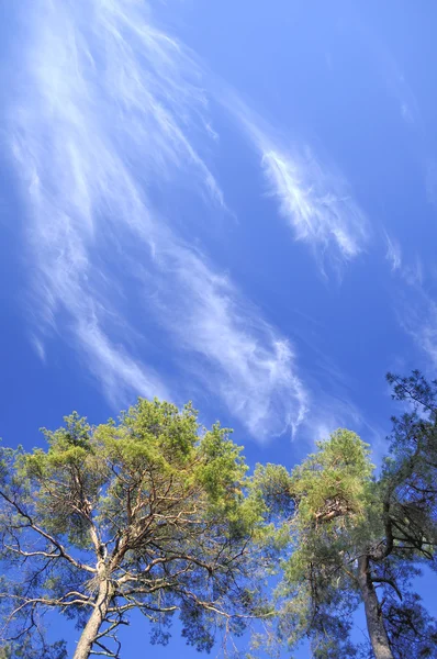 Stromy a obloha — Stock fotografie
