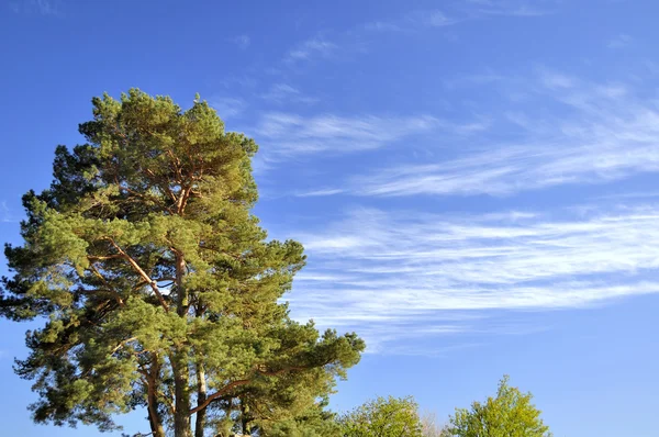 木と空 — ストック写真