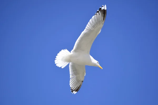 White gull. — Stock Photo, Image