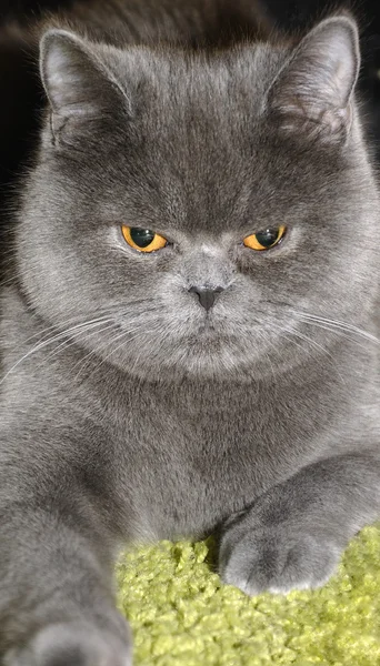 Британський кіт . — стокове фото