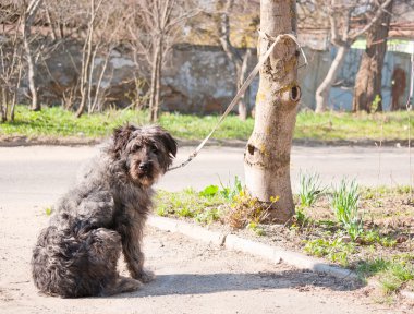 köpek sahibi için bekler.