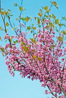 Cercis siliquastrum