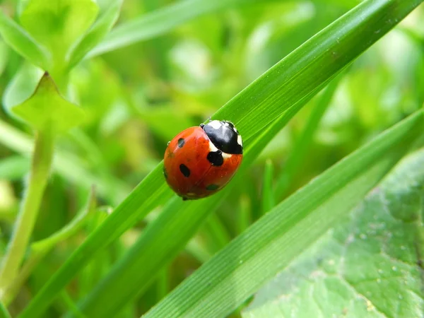 stock image Beetle in the grass