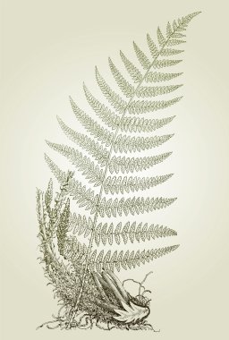 Fern leaves, vector illustration clipart