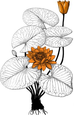 Bot water lily clipart