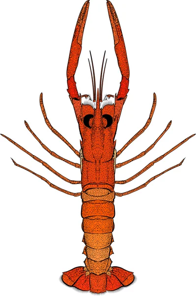 Lobster yang terukir — Stok Foto