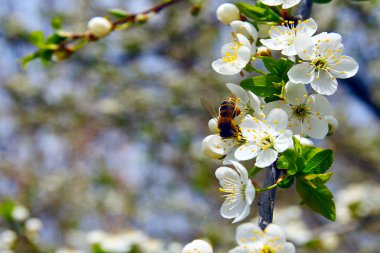 Blooming apple trees clipart