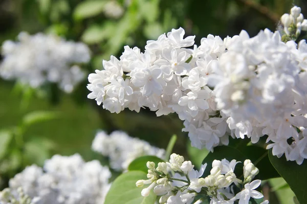 A bush of white lilac with delicate flowers — Stock Photo, Image